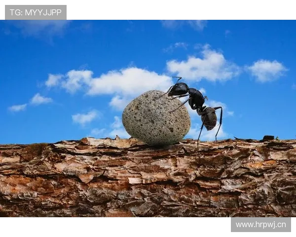 欧洲杯亚军反思：球队坚定信念，迎来未来胜利的重整之路